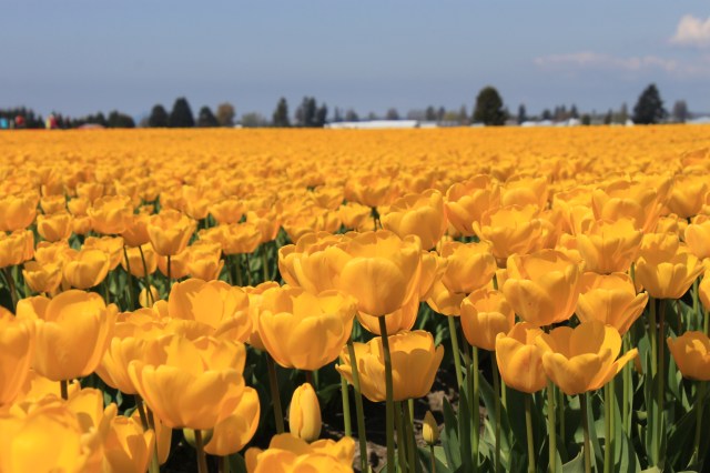yellow tulips