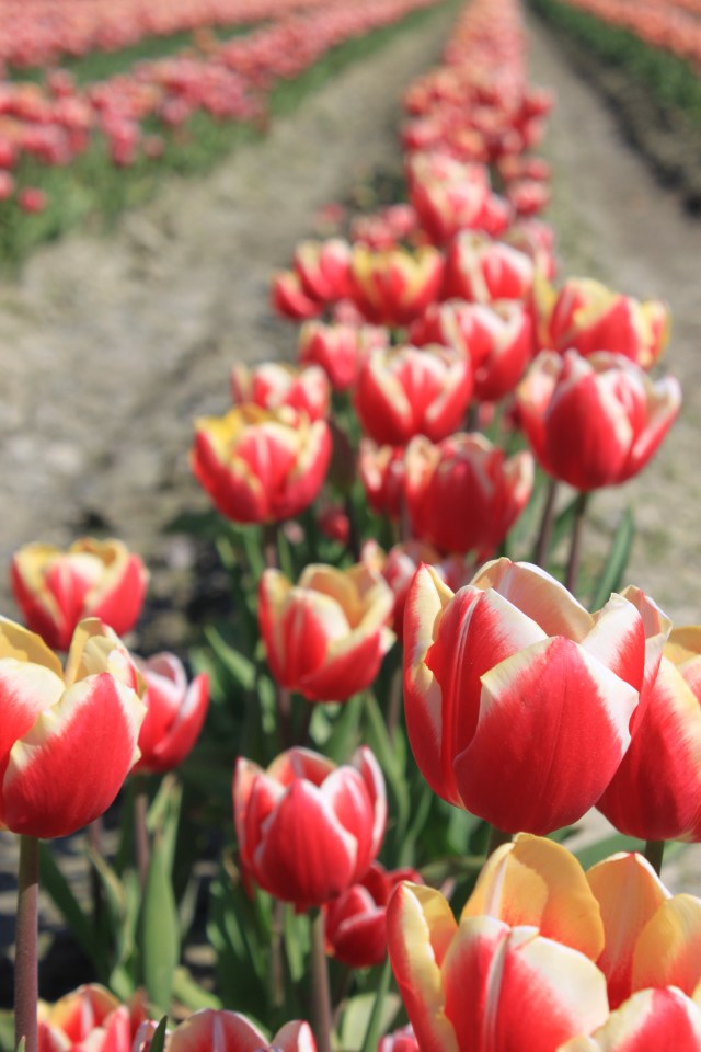 tulips