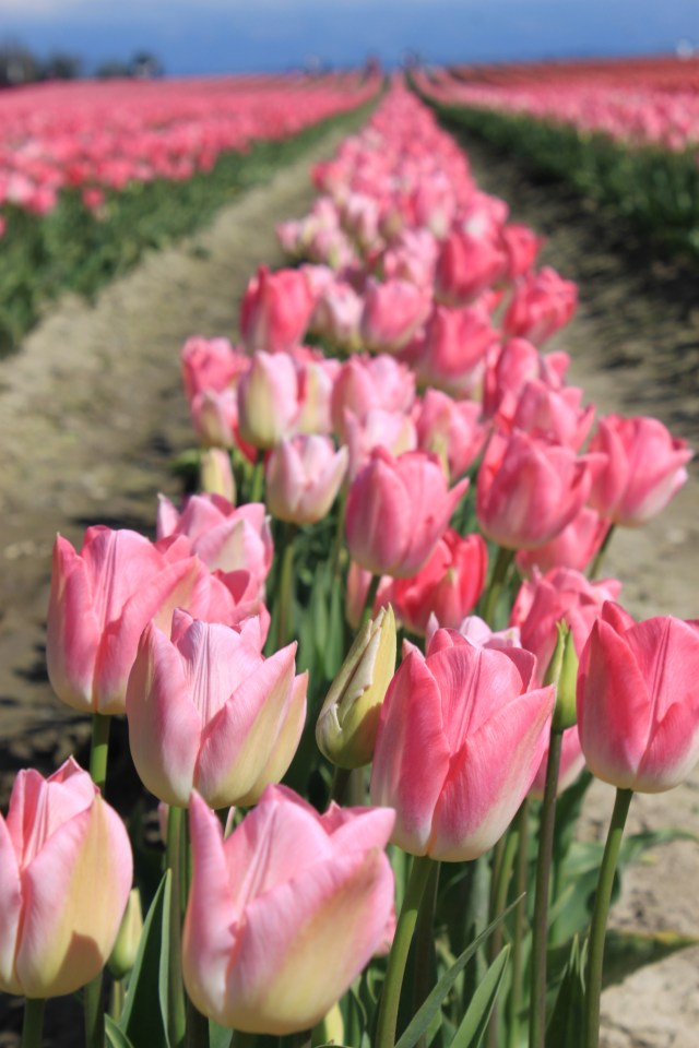 pink tulips