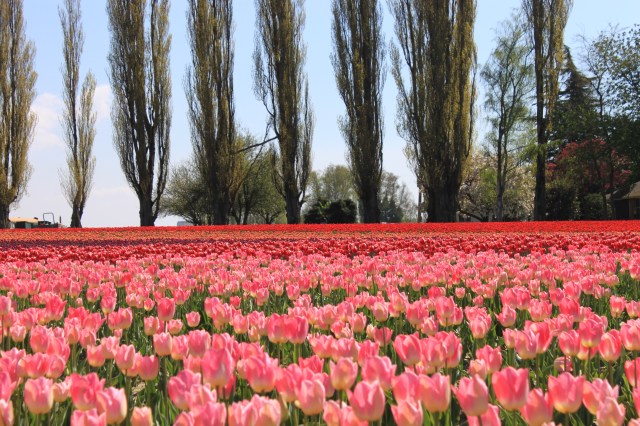tulip field