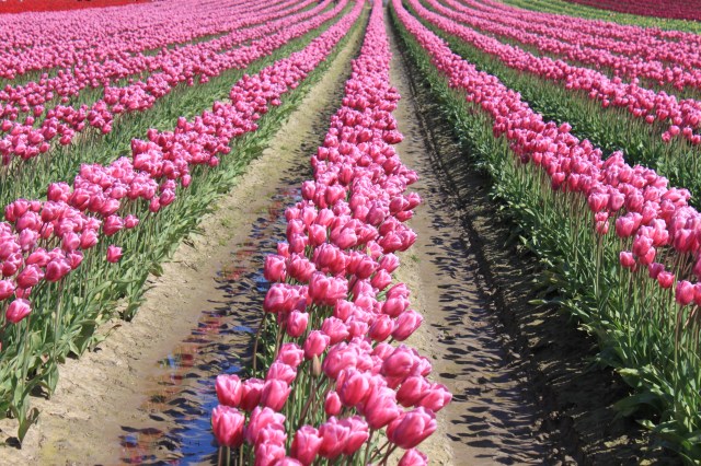 tulip field