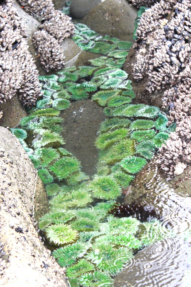 Tide pools