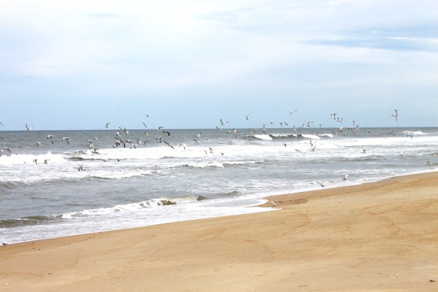 North Carolina Outer Banks (8)