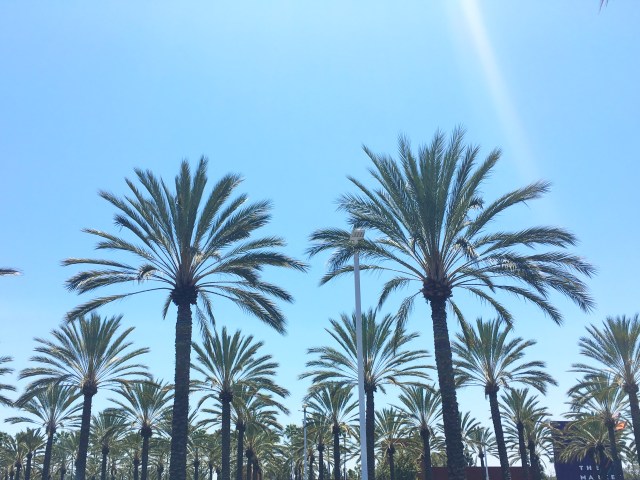 California Phamily Reunion (19)